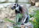 動物図鑑・ワオキツネザルの写真 5